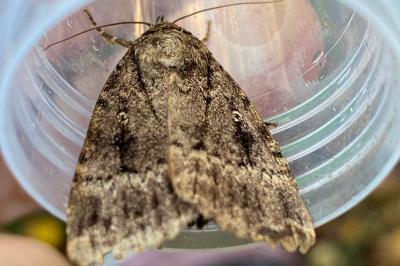<i>Amphipyra pyramidea</i>