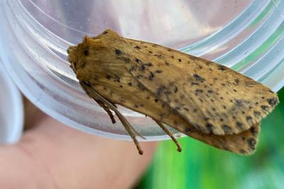 <i>Conistra rubiginea</i>