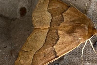 <i>Crocallis tusciaria</i>
