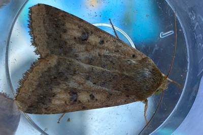 <i>Helicoverpa armigera</i>