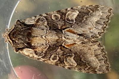 <i>Dichonia convergens</i>