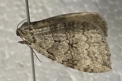 <i>Epirrita christyi</i>
