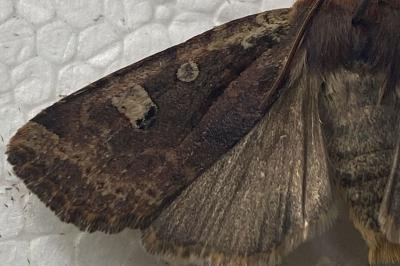 <i>Conistra erythrocephala</i>
