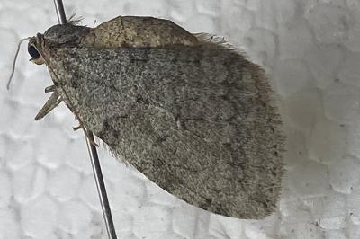 <i>Epirrita christyi</i>
