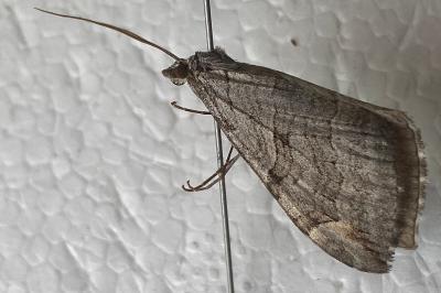 <i>Aplocera plagiata</i>