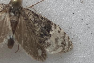 <i>Apotomis betuletana</i>