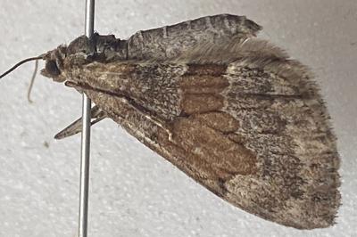 <i>Thera obeliscata</i>