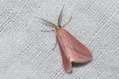 <i>Rhodometra sacraria</i>