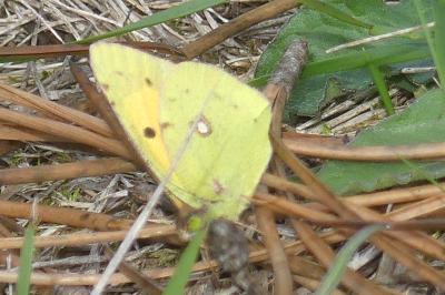 <i>Colias crocea</i>