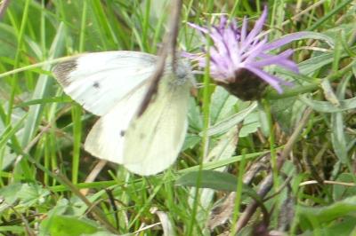 <i>Pieris rapae</i>