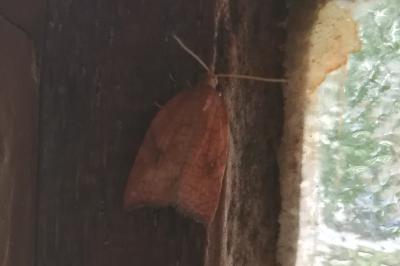 <i>Acleris rhombana</i>