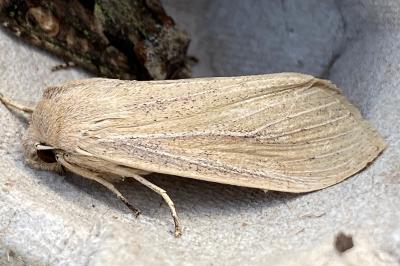 <i>Rhizedra lutosa</i>