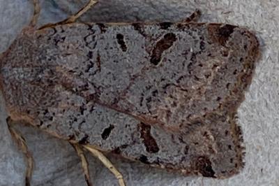 <i>Agrochola lychnidis</i>