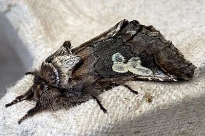 <i>Diloba caeruleocephala</i>