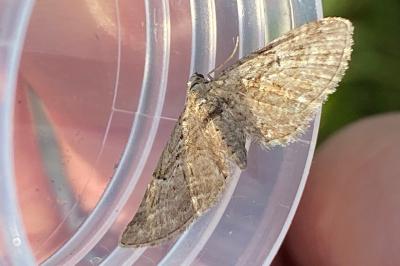 <i>Eupithecia pusillata</i>