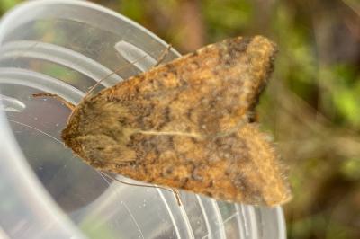 <i>Helicoverpa armigera</i>