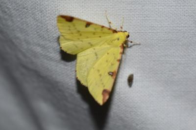 <i>Opisthograptis luteolata</i>