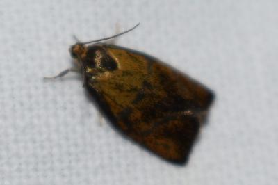 <i>Ptycholoma lecheana</i>