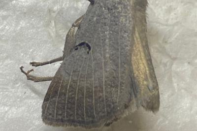 <i>Lygephila craccae</i>