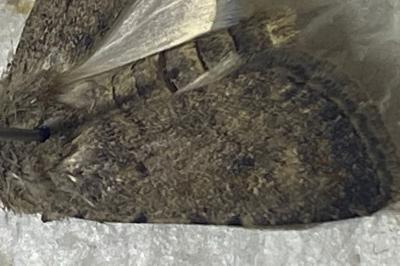 <i>Caradrina clavipalpis</i>