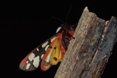 <i>Arctia villica</i>