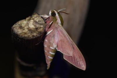 <i>Hyles euphorbiae</i>