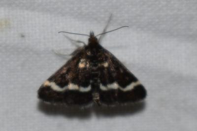 <i>Pyrausta nigrata</i>