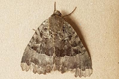 <i>Mormo maura</i>
