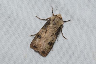 <i>Agrotis puta</i>