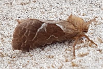 <i>Triodia sylvina</i>