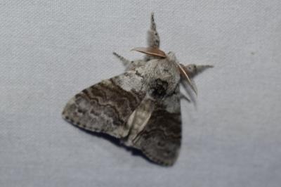 <i>Calliteara pudibunda</i>
