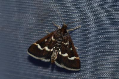 <i>Pyrausta nigrata</i>