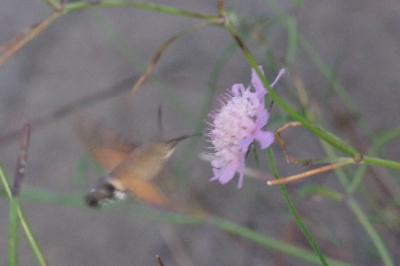 <i>Macroglossum stellatarum</i>