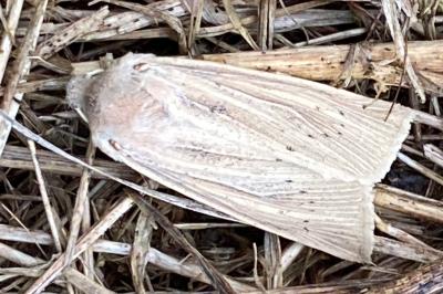 <i>Rhizedra lutosa</i>
