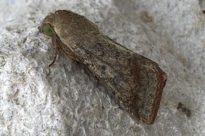 <i>Helicoverpa armigera</i>