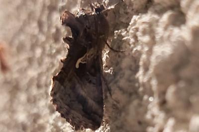 <i>Autographa gamma</i>