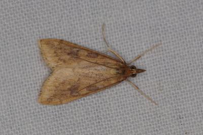 <i>Udea ferrugalis</i>