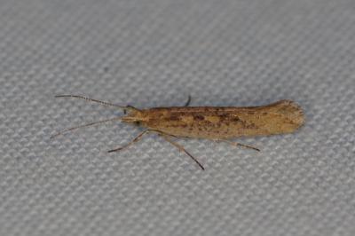 <i>Plutella xylostella</i>