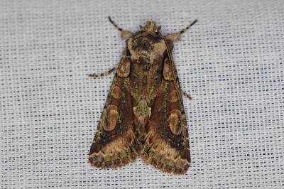 <i>Allophyes oxyacanthae</i>