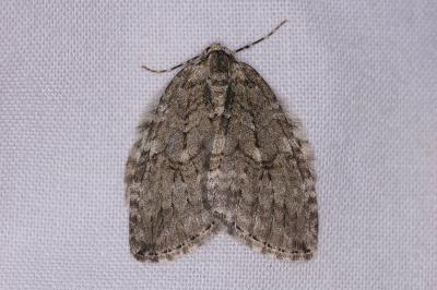 <i>Epirrita</i>
