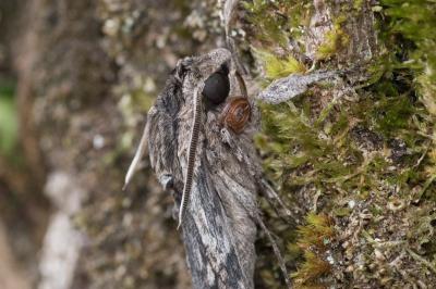 <i>Agrius convolvuli</i>