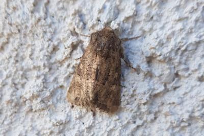 <i>Luperina testacea</i>