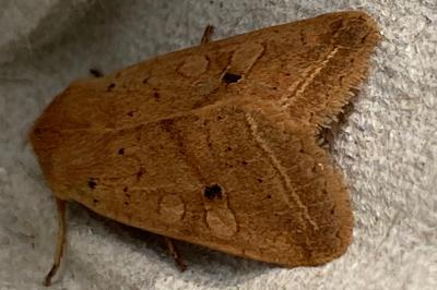 <i>Leptologia macilenta</i>