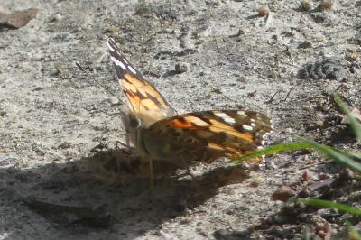 <i>Vanessa cardui</i>