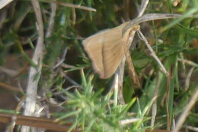 <i>Rhodometra sacraria</i>