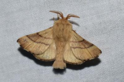 <i>Malacosoma neustria</i>