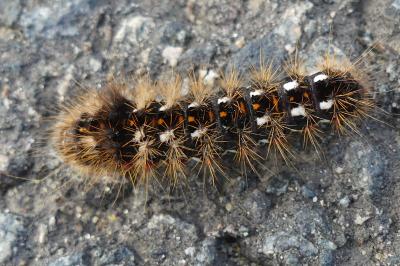 <i>Acronicta rumicis</i>