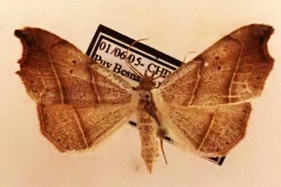 <i>Laspeyria flexula</i>