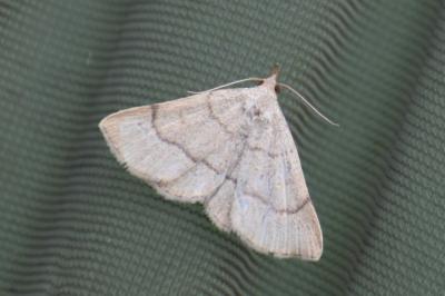 <i>Paracolax tristalis</i>