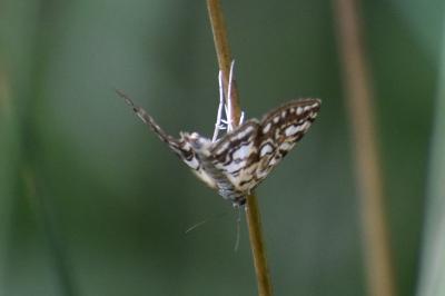 <i>Elophila nymphaeata</i>
